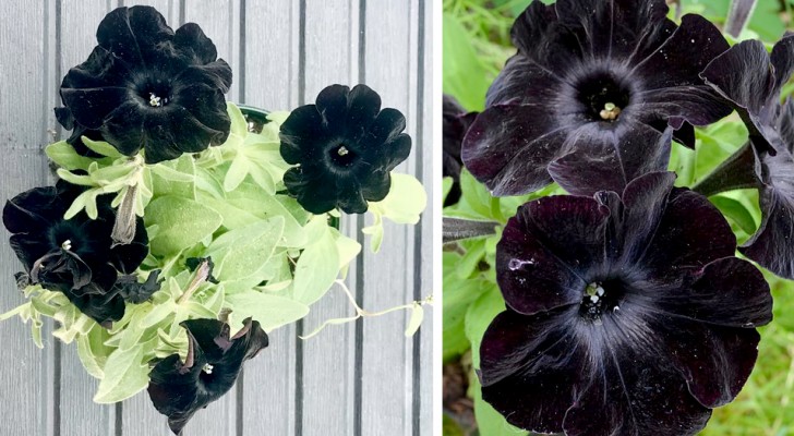Le petunie "Black Magic"hanno dei petali talmente neri che sembrano uscite dal giardino di una strega