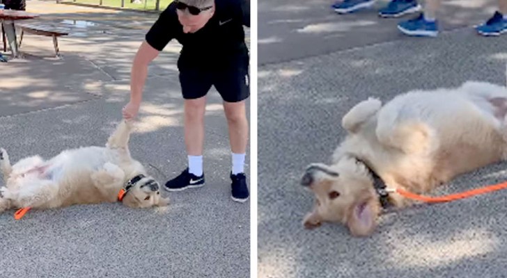 Vincent, het lieve hondje dat doet alsof hij op de grond flauwvalt omdat hij niet naar huis wil met zijn baasje