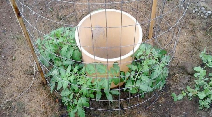 Este homem teve uma ideia brilhante de plantar tomates no jardim usando um balde de plástico