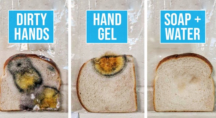 L'esperimento di questa insegnante dimostra chiaramente cosa significa non lavare le mani e poi toccare il pane