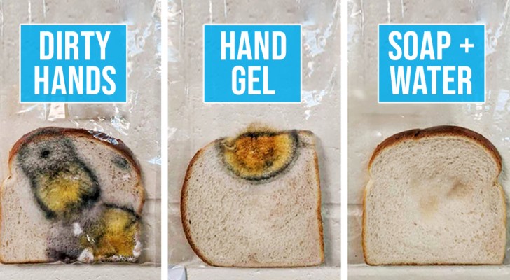 Het experiment van deze lerares laat duidelijk zien wat het betekent om je handen niet te wassen en daarna het brood aan te raken