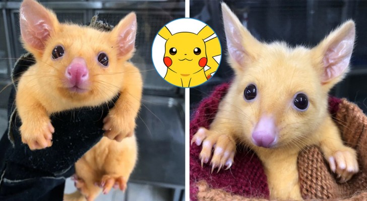 Una clinica ha salvato un raro marsupiale color oro: lo hanno chiamato Pikachu