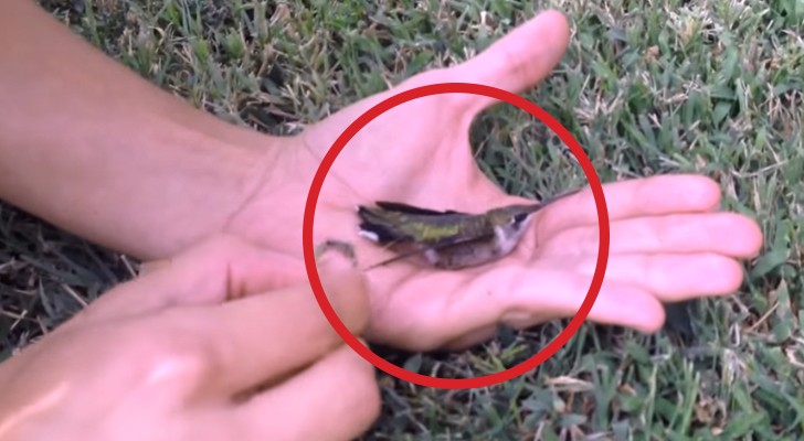 Het kostte me een tijdje om te begrijpen wat er met de kolibrie was gebeurd: kauwgom was de boosdoener!