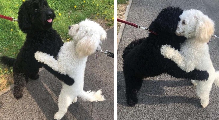 Due cagnolini della stessa cucciolata si incontrano dopo tanto tempo e sembra che si riconoscano all'istante