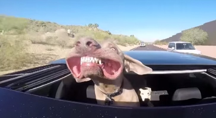 Traveling with his head out the sunroof: the dog's face is hilarious