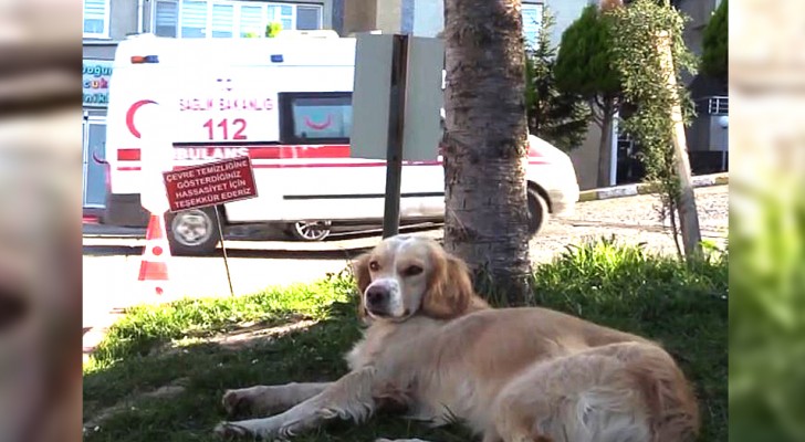Een man wordt in het ziekenhuis opgenomen met het coronavirus: zijn hond volgt hem en wacht dagenlang bij het ziekenhuis