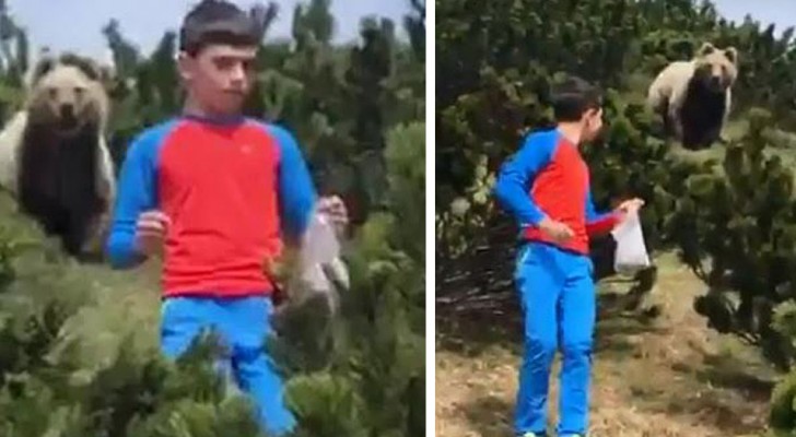 Trentino, un bimbo incontra un orso bruno che spunta da un cespuglio: mantiene la calma e riesce ad allontanarsi