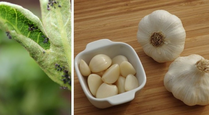 4 dritte utili e facilissime per utilizzare l'aglio contro i parassiti del giardino