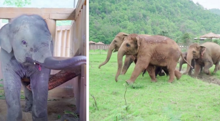 Un'orda di elefanti corre a dare il benvenuto ad un cucciolo orfano che ha perso la mamma
