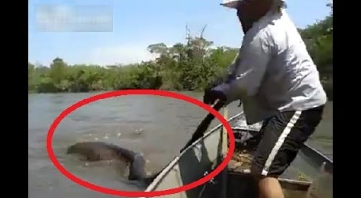 Ze worden geconfronteerd met een anaconda van ongeveer 4 meter. Ik zou zonder twee keer na te denken weglopen 