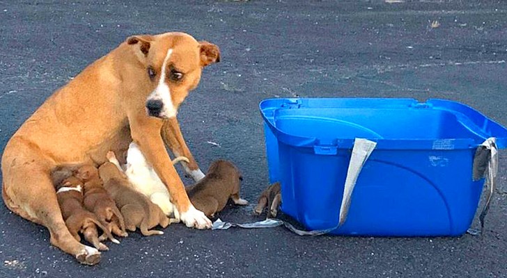 Una cagnolina viene abbandonata con i suoi 9 cuccioli: la terribile scoperta nel parcheggio di una chiesa
