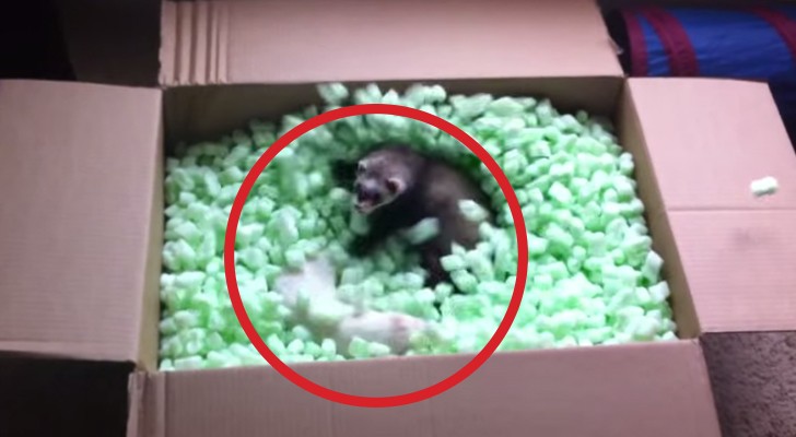These ferrets discovered the box of their dreams, and their reaction is AMAZING