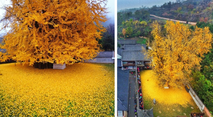 Quest'albero ha più di 1400 anni e ogni autunno si colora di giallo incantando i turisti di mezzo mondo