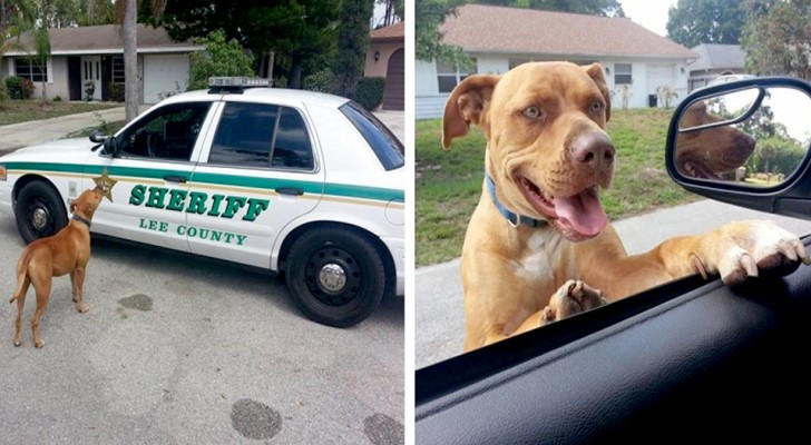 Los agentes han sido llamados por un pitbull "peligroso", pero cuando llegan se dan cuenta que solo quiere jugar