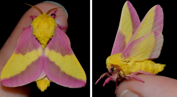 Diese seltene Motte mit rosa und gelben Flügeln erinnert uns daran, dass die Natur unglaublich fantasievoll sein kann
