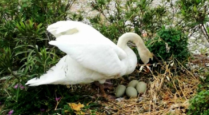 Prendono a sassate le uova di mamma cigno uccidendo tutti i suoi piccoli: denuncia contro ignoti sul Lago di Garda