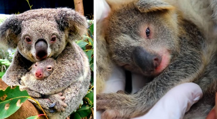 Australië, het eerste koalajong wordt geboren na de verwoestende branden van 2019: er is hoop voor de toekomst