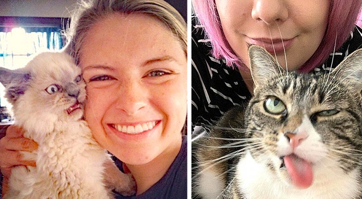 15 chats qui voulaient juste être laissés tranquilles sans apparaître sur les photos avec leurs maîtres