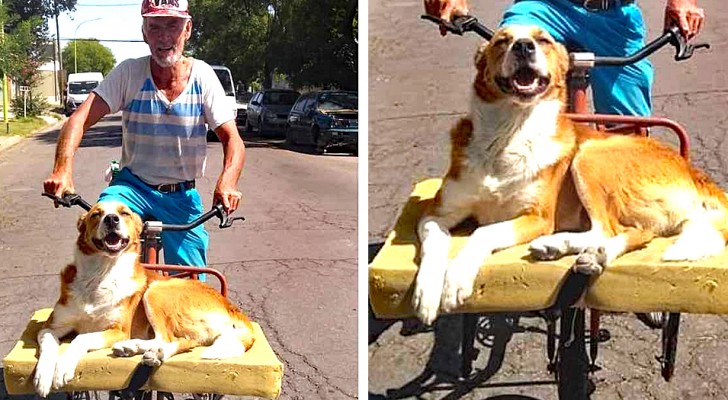 He builds a comfortable "bicycle bed" for his dog: the animal's expression repays his effort