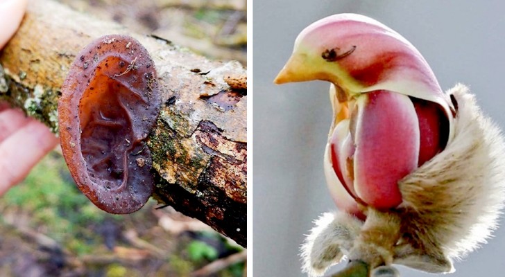 20 photos qui montrent comment Dame Nature est passée maître dans l'art de confondre l'œil humain