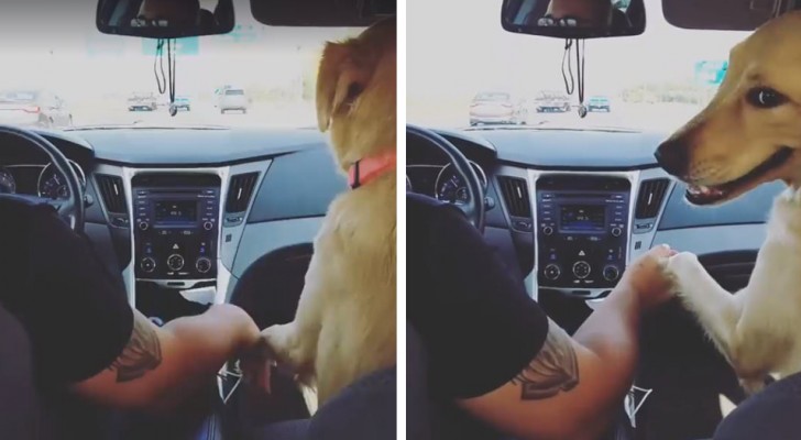 The dog sits the wife in the back seat and then holds the husband's hand: the scene is hilarious