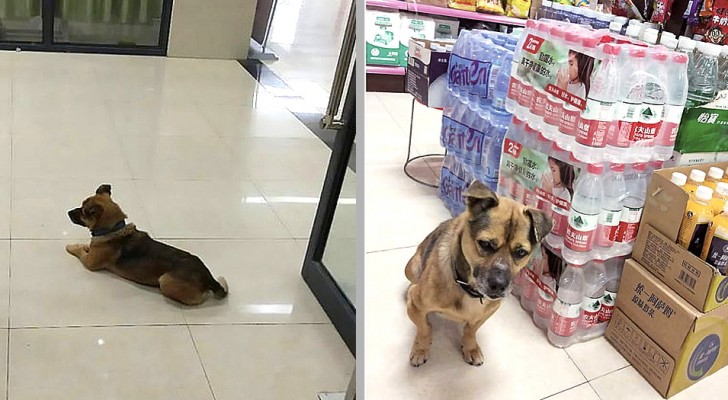 Un cagnolino aspetta per 3 mesi in ospedale dopo che il suo padrone è morto per Coronavirus