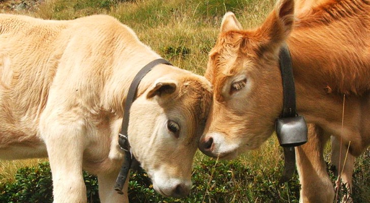 Secondo uno studio, le mucche comunicano tra di loro e provano sentimenti proprio come gli esseri umani