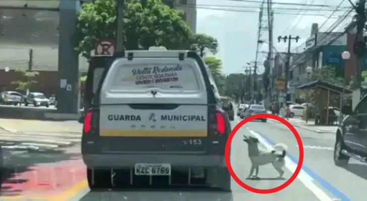 Obdachloser wird verhaftet und sein Hund folgt dem Polizeiwagen, um ihn nicht allein zu lassen