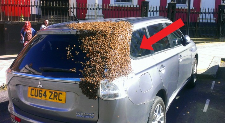 Bees lay siege to a car for 2 days: the queen bee was trapped inside