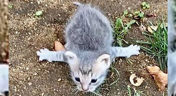 Una gatita callejera con una rara enfermedad en las patas es salvada y aprende a caminar sola
