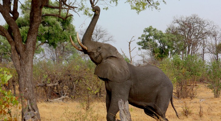 Otto elefanti sono stati uccisi in Etiopia in sole 24 ore: un triste record per l'Africa orientale