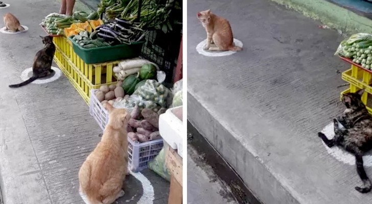 Questi gatti che rispettano il distanziamento per mangiare al mercato sono molto più ordinati di molti umani