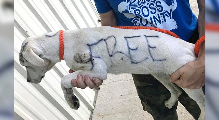 A woman abandons a small dog, writing "free" on her fur with permanent marker 