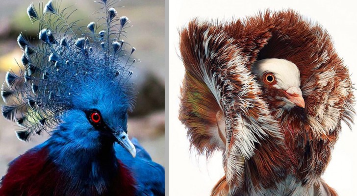 14 tra le specie di piccione più colorate ed eleganti che esistano al mondo