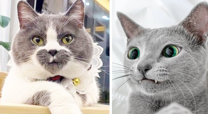 22 chats que Dame Nature a dotés d'"imperfections" inoubliables