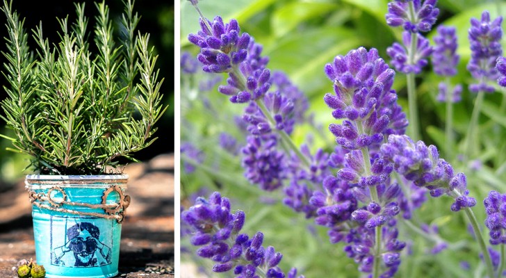 7 plantes anti-moustiques : en pots ou dans le jardin, elles éloignent les insectes les soirs d'été