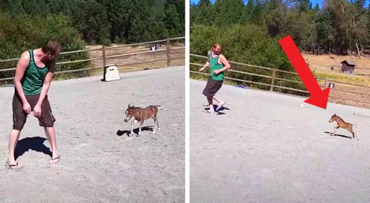A 3-day-old mini-horse who can't stop chasing its human friend in a paddock