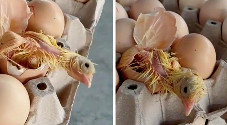 En kyckling kläcks ur ett ägg i en mataffär: ägaren hjälper den att ta sig ur skalet