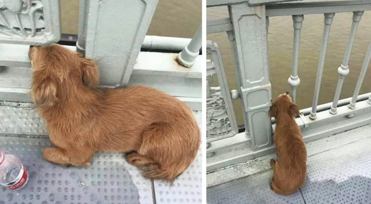 A little dog waits for his master for days on the bridge where he took his life: he continues to hope that he will return