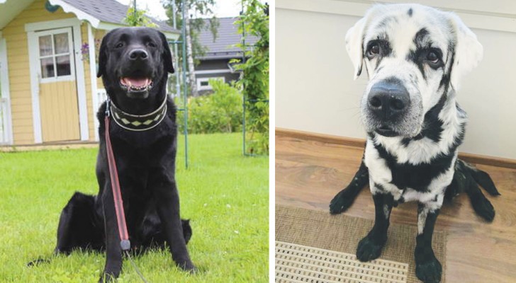 De eigenaren begrepen niet waarom hun Labrador wit werd, en toen ontdekten ze dat hij vitiligo heeft