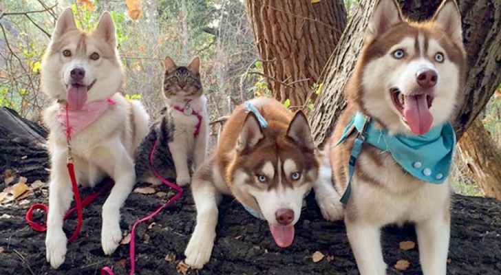 Een achtergelaten kitten wordt door drie husky's "geadopteerd": nu doet ze alsof ze een van hen is