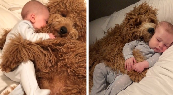 Every day, this baby boy falls asleep in the "arms" of his canine siblings, and the photos are adorable 