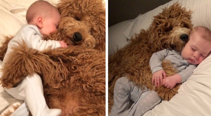 Este niño se duerme cada día entre las patas de sus perros: las fotos son de una dulzura desarmante