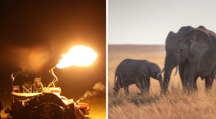 En elefanthona och hennes unge jagas bort med eld: avskogningen hade tvingat dem att röra sig mot åkermarkerna