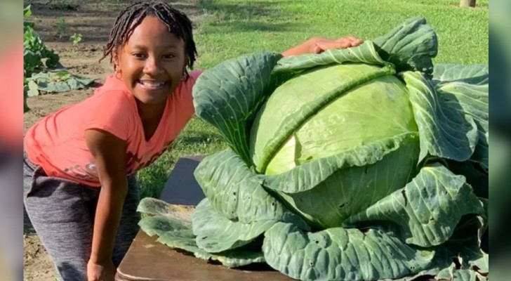 Een meisje weigert het schoolproject te onderbreken en kweekt een gigantische kool van 14 kg
