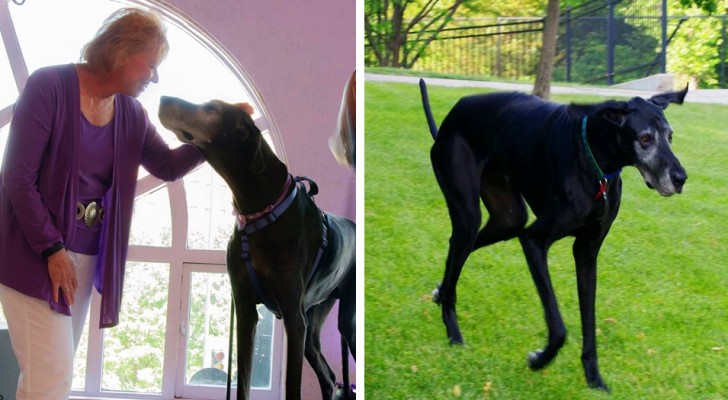 This dog protected his owner every time her abusive partner became violent