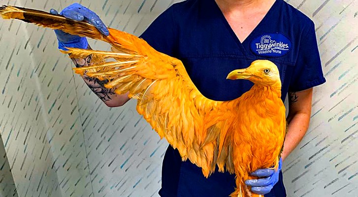 De räddar en orange "exotisk" fågel: veterinären upptäcker att det är en mås täckt med curry
