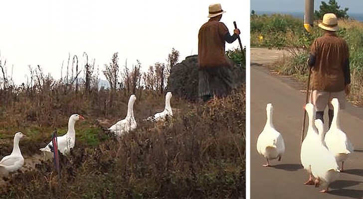 4 geese become "bodyguards" for an elderly woman: they follow her and protect her wherever she goes
