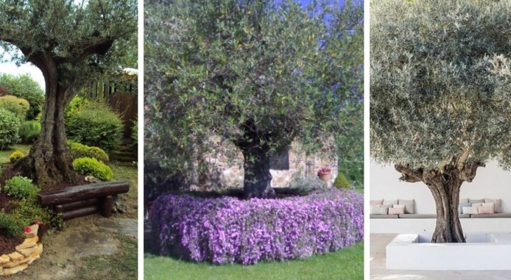 11 idee brillanti per "incorniciare" un albero d'ulivo con fantastiche aiuole adatte a vari tipi di giardino