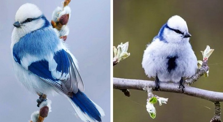 Die Lasurmeise ist ein wunderschöner Vogel mit Gletscherfarben, die an eine Schneeflocke erinnern